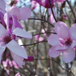 Magnolia x loebneri (Leonard Messel)